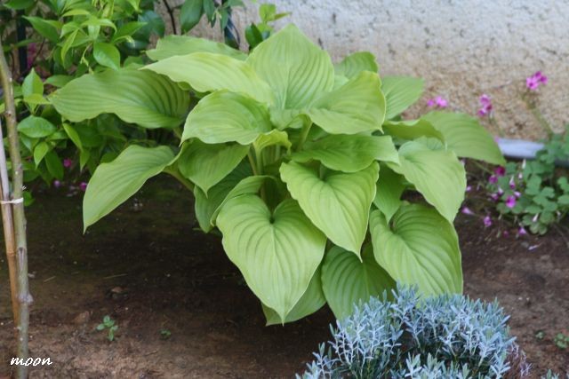 hosta